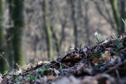 Sněženka podsněžník ( Galantus nivalis )