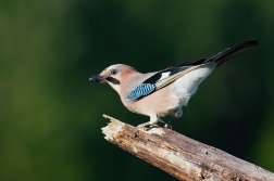 Sojka obecná  ( Garrulus glandarius )