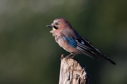 Sojka obecná  ( Garrulus glandarius )