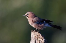 Sojka obecná  ( Garrulus glandarius )