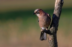 Sojka obecná  ( Garrulus glandarius  )