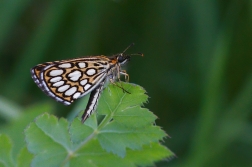 Soumračník tmavohnědý  ( Aricia agestis )