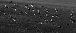 Špaček obecný  ( Sturnus vulgaris )