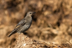 Špaček obecný  ( Sturnus vulgaris )