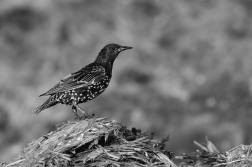 Špaček obecný  ( Sturnus vulgaris )