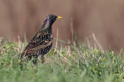 Špaček obecný  ( Sturnus vulgaris )