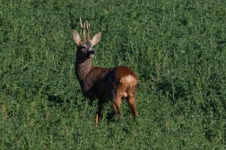 Srnec obecný  ( Capreolus capreolus )