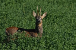 Srnec obecný  ( Capreolus capreolus )