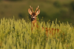 Srnec obecný  ( Capreolus capreolus )