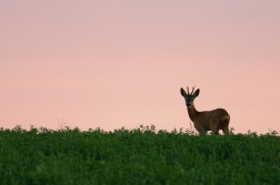 Srnec obecný  ( Capreolus capreolus )