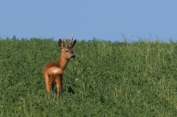 Srnec obecný  ( Capreolus capreolus )