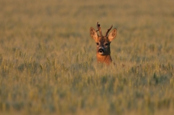 Srnec obecný  ( Capreolus capreolus )