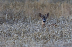 Srnec obecný  ( Capreolus capreolus )