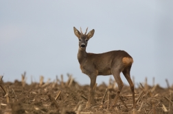 Srnec obecný  ( Capreolus capreolus )