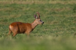 Srnec obecný  ( Capreolus capreolus )