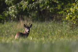 Srnec obecný  ( Capreolus capreolus )