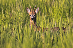 Srnec obecný  ( Capreolus capreolus )