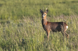 Srnec obecný  ( Capreolus capreolus )