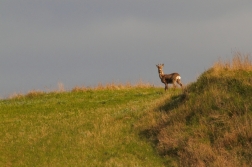 Srnec obecný  ( Capreolus capreolus )