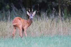 Srnec obecný  ( Capreolus  capreolus )