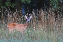 Srnec obecný  ( Capreolus  capreolus )