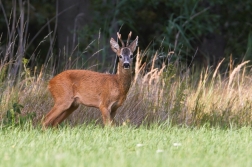 Srnec obecný  ( Capreolus  capreolus )