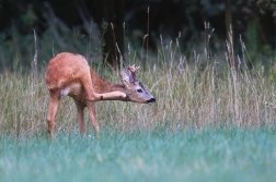 Srnec obecný  ( Capreolus  capreolus )