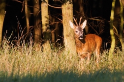 Srnec obecný  ( Capreolus  capreolus )