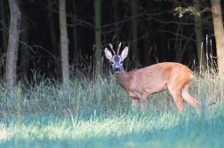 Srnec obecný  ( Capreolus  capreolus )