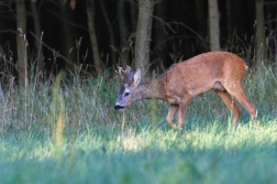 Srnec obecný  ( Capreolus  capreolus )