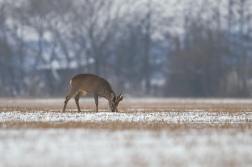 Srnec obecný  ( Capreolus  capreolus )