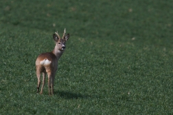 Srnec obecný  ( Capreolus  capreolus )