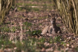 Srnec obecný  ( Capreolus  capreolus )