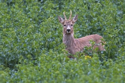 Srnec obecný  ( Capreolus  capreolus )