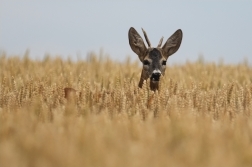 Srnec obecný  ( Capreolus  capreolus )