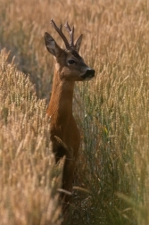 Srnec obecný  ( Capreolus  capreolus )