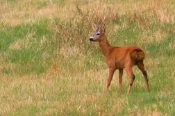 Srnec obecný  ( Capreolus  capreolus )