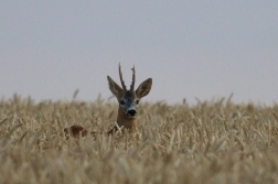 Srnec obecný  ( Capreolus  capreolus )