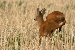 Srnec obecný  ( Capreolus  capreolus )