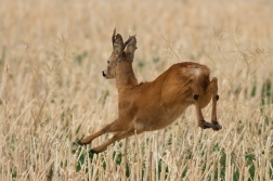 Srnec obecný  ( Capreolus  capreolus )