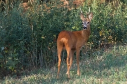 Srnec obecný  ( Capreolus  capreolus )