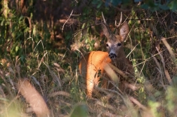 Srnec obecný  ( Capreolus  capreolus )