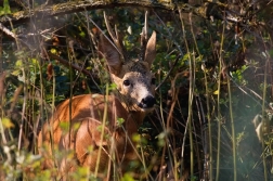 Srnec obecný  ( Capreolus  capreolus )