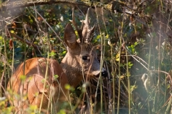 Srnec obecný  ( Capreolus  capreolus )