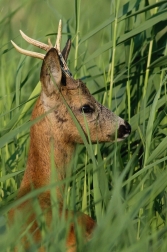 Srnec obecný  ( Capreolus  capreolus )