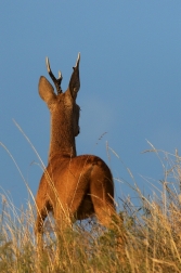 Srnec obecný  ( Capreolus  capreolus )