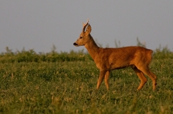 Srnec obecný  ( Capreolus  capreolus )