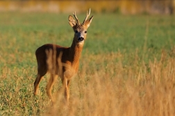 Srnec obecný  ( Capreolus  capreolus )