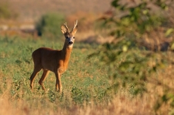 Srnec obecný  ( Capreolus  capreolus )