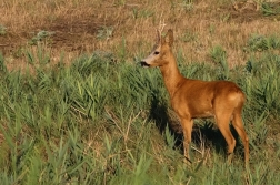 Srnec obecný  ( Capreolus  capreolus )